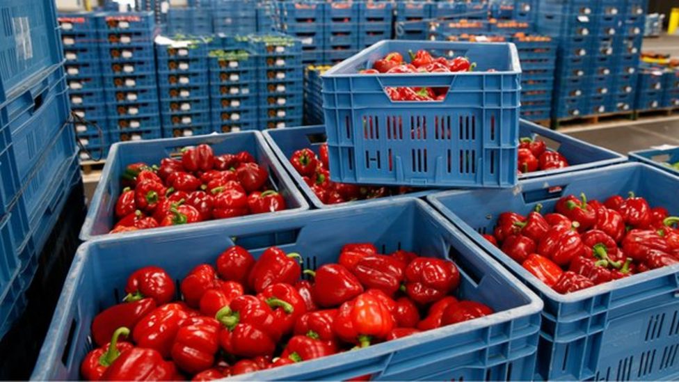 VEGITABLE EXPORT
